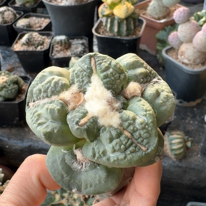 541龟甲连山牡丹仙人球