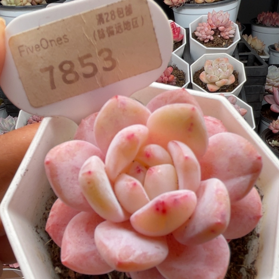 雪橙7853-5.5厘米