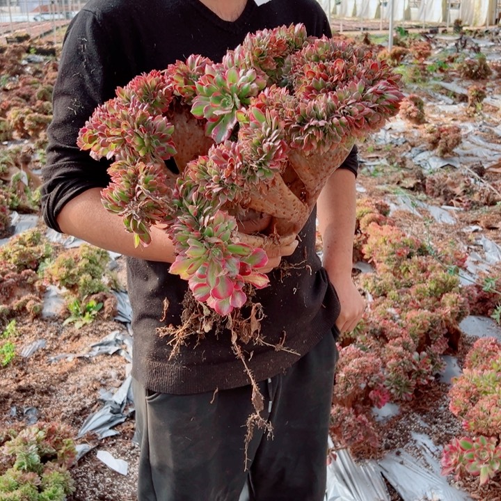 超大女郎醉话19号多肉法师