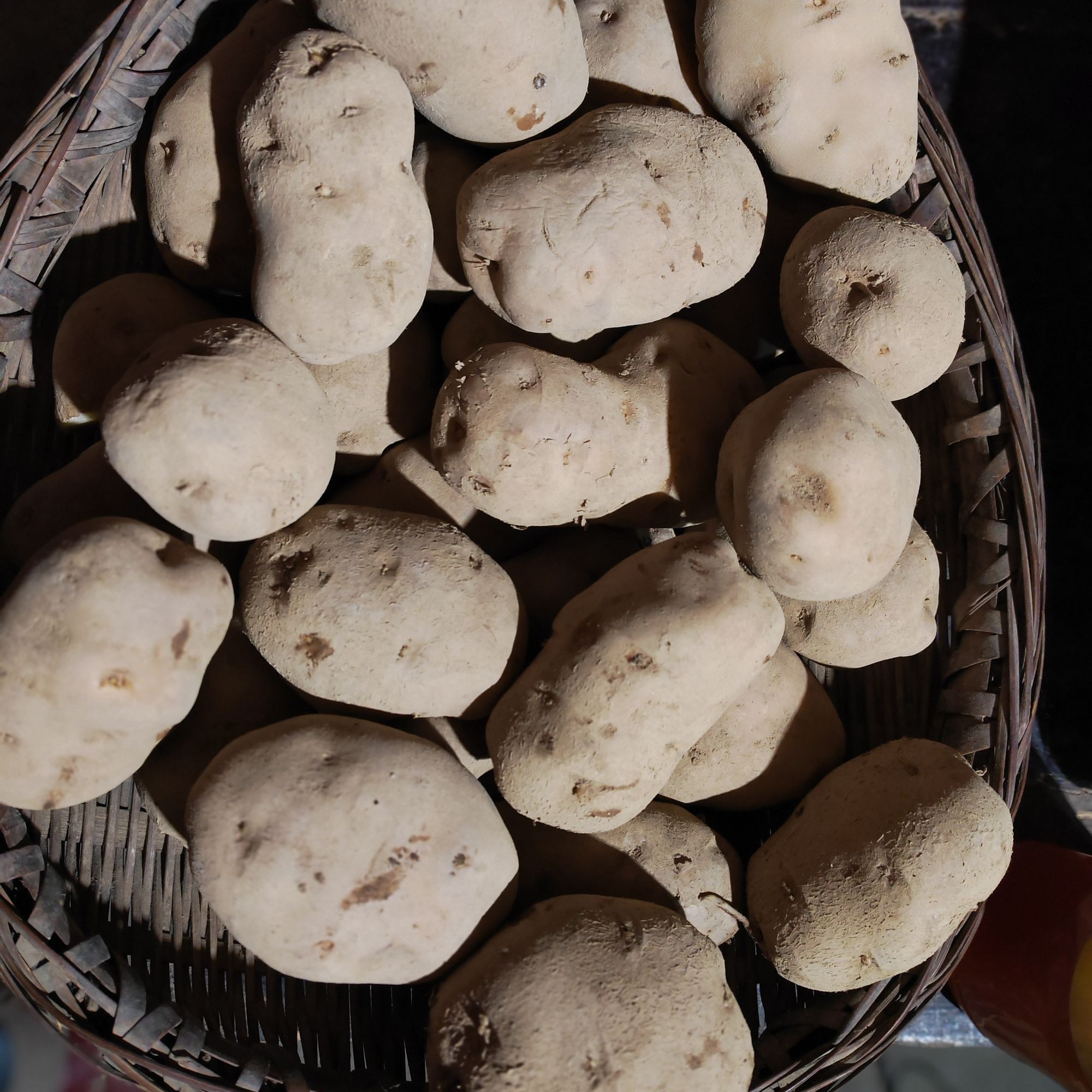 陕西镇巴高山老品种土豆