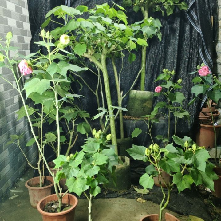 笑***咪无花朵8727 芙蓉花带花苞