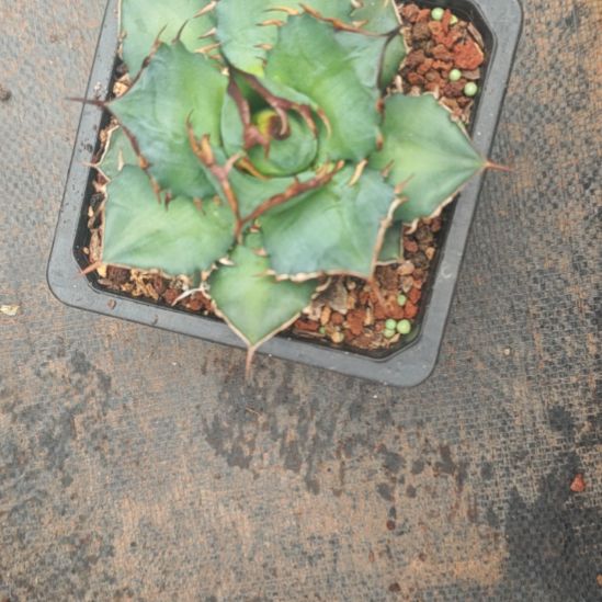 R***y籽播精品龙舌兰精品