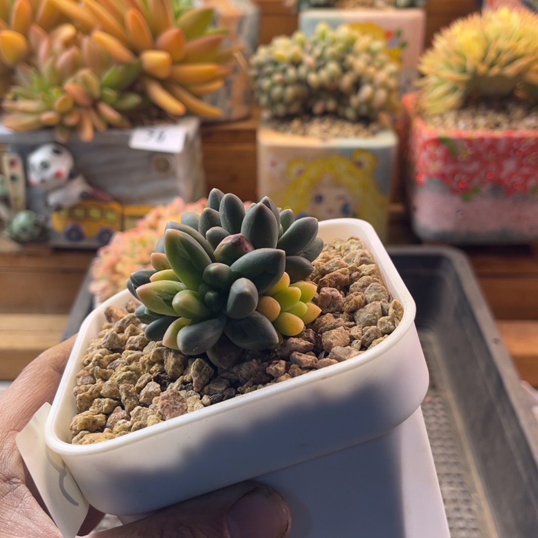 最***买12-17-43千代田只松锦