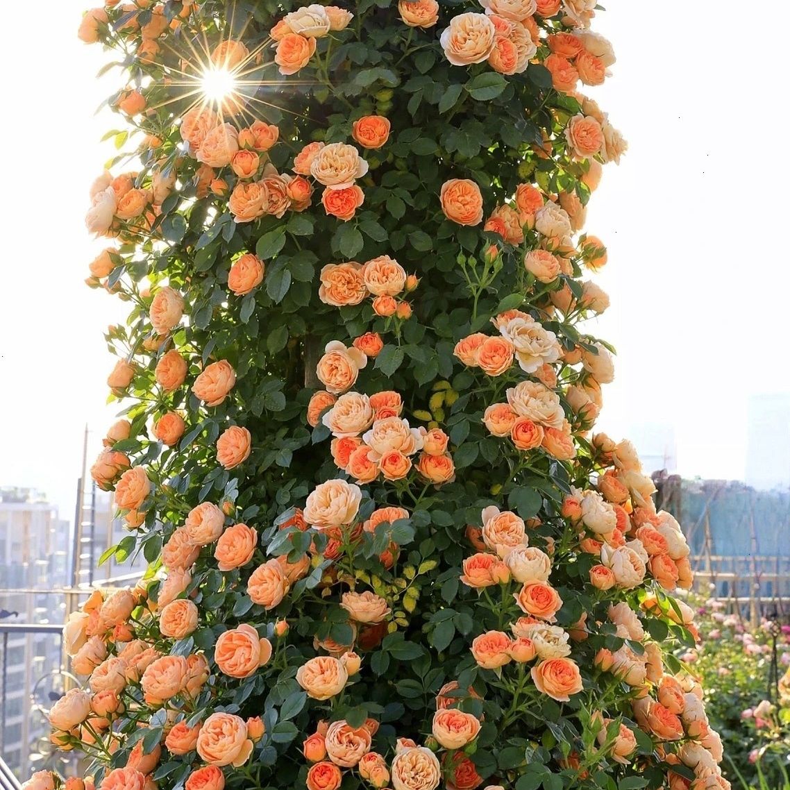 【甜梦】藤本爬藤四季多季开花大花浓香抗性好耐寒耐晒种植