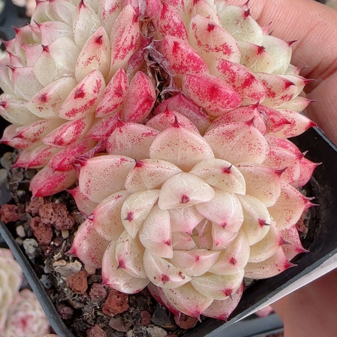 七***七花语多肉0102-288散魔仙散