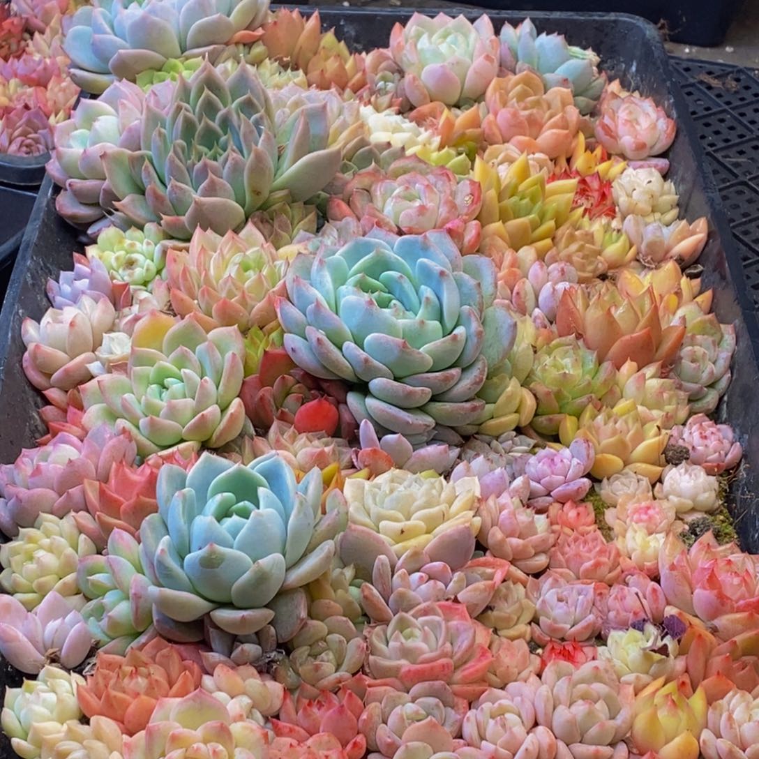 379多肉植物保护研究所所长助理研究员