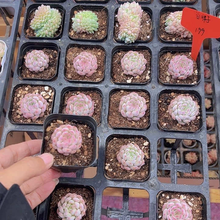 白胖子精品多肉植物