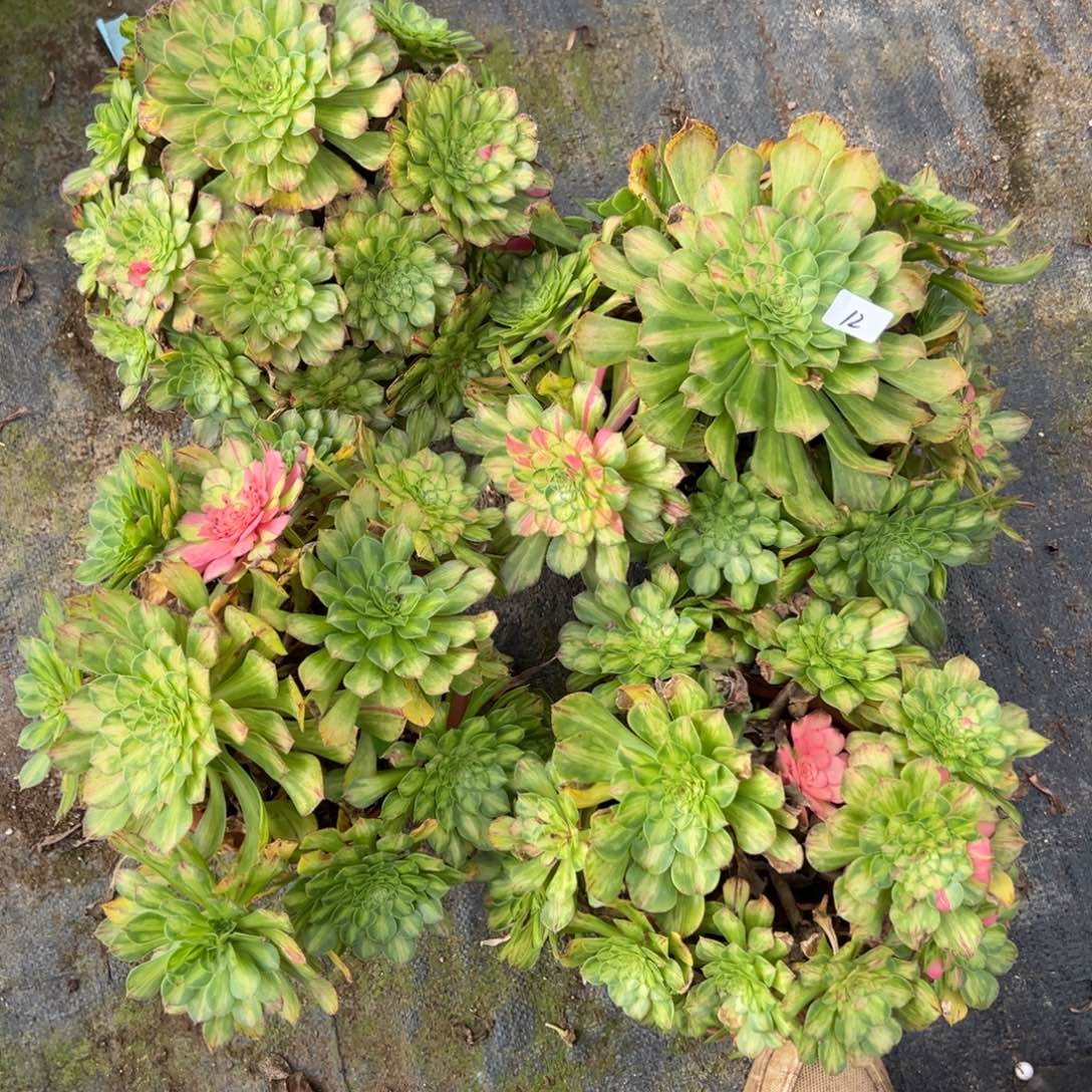 20包邮12知否多肉系12