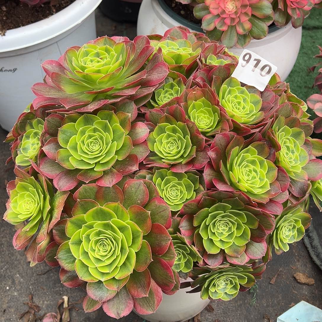 910奶白锦法师多肉植物