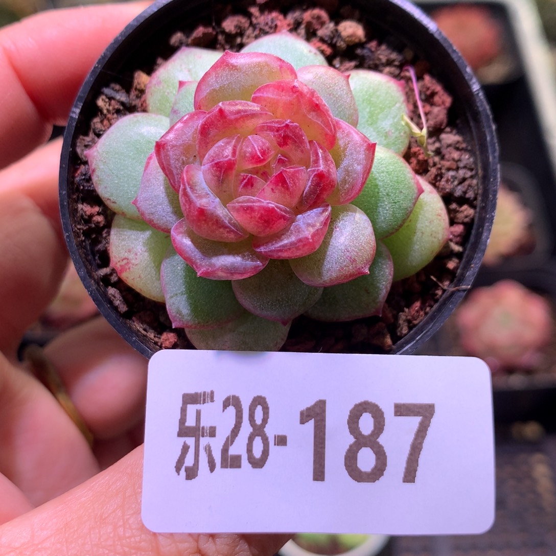 乐然28-187 新品珍妮