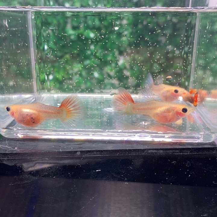 孔雀鱼红礼服是否要有