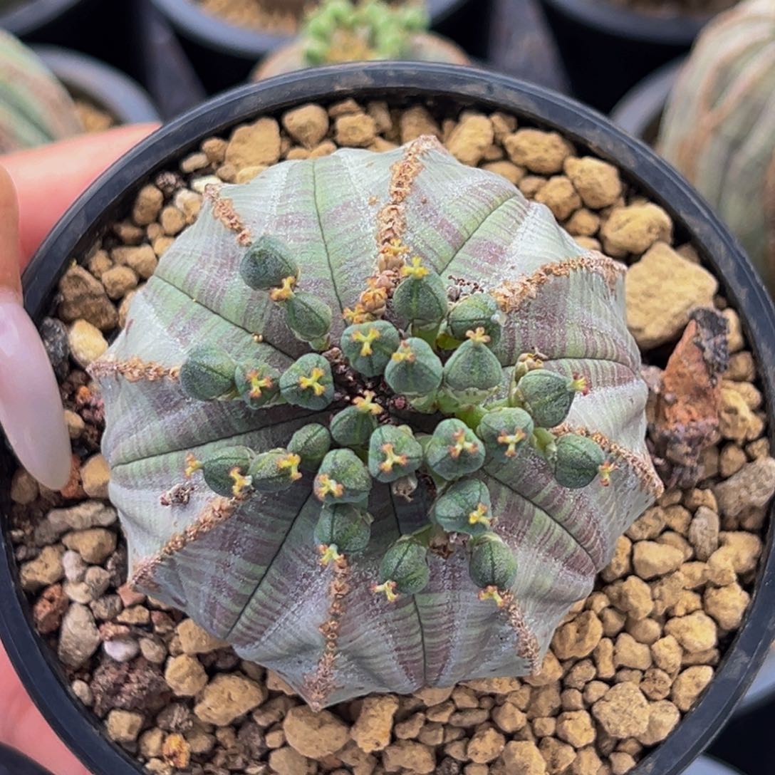 m欧布肌肉白皮肤实生