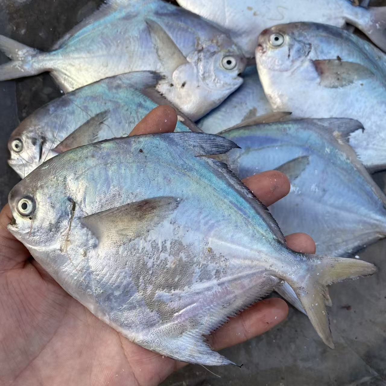 开海新货海捕银鲳鱼一斤6条发5斤无冰衣山东渔港顺丰包邮仓鱼