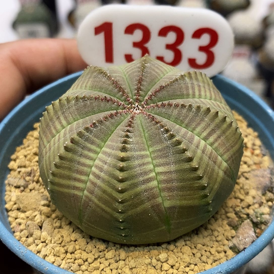 1333福利特价啦布纹龟甲