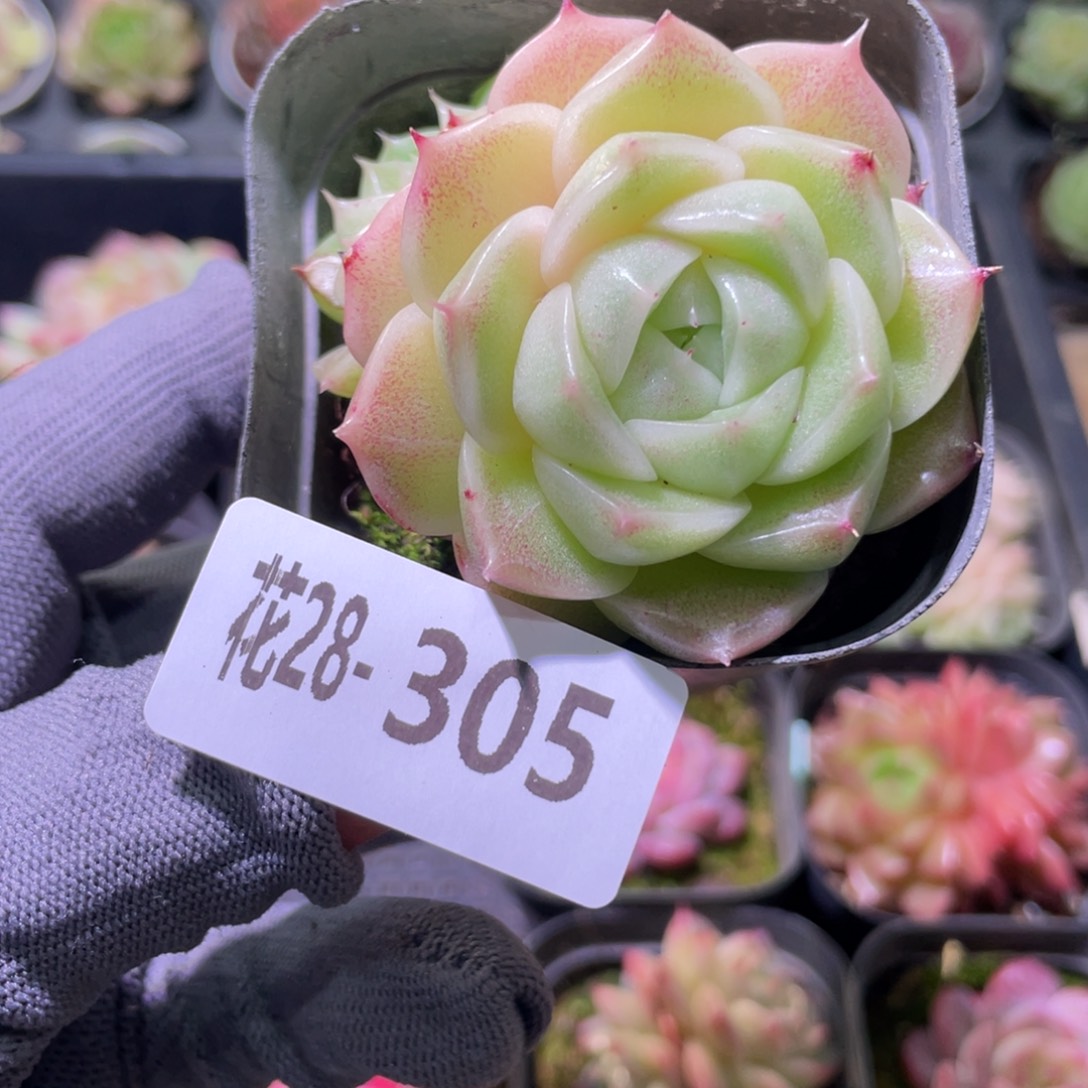 花利美28-305麦秆