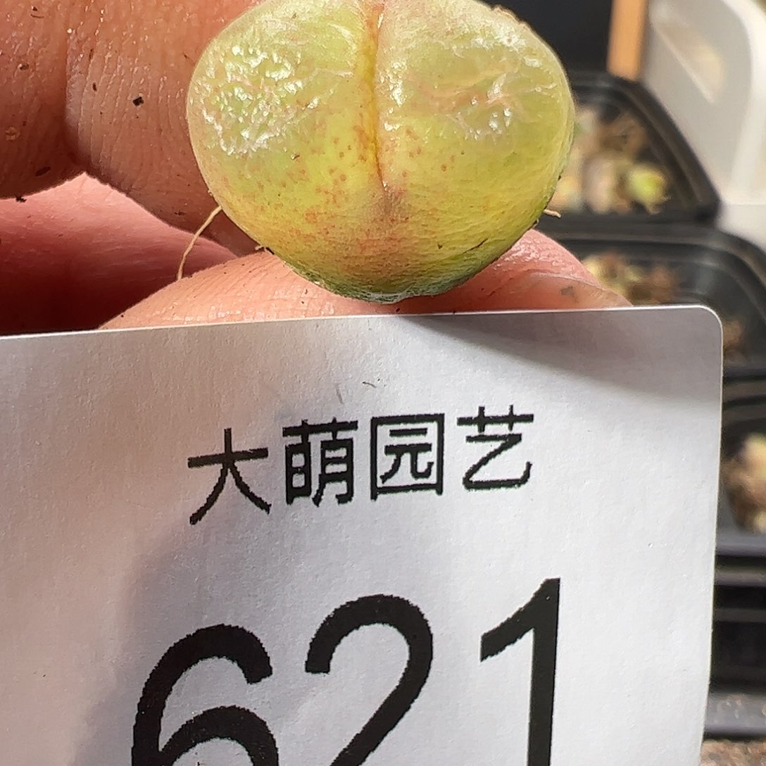 0000621 一物一拍……