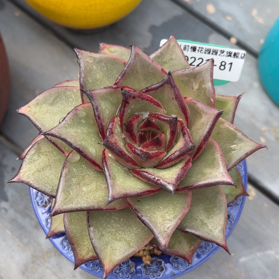 从前慢多肉精选编号0221.81