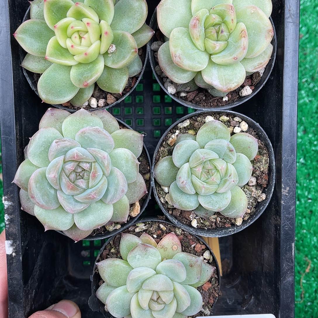 多肉一物一拍8-117