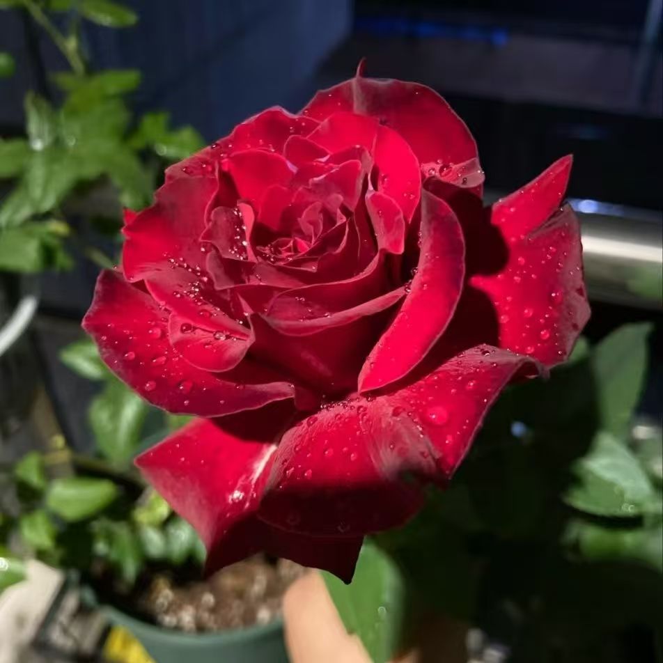 新品红丘月季花苗大花浓香切花阳台盆栽开花性好四季玫瑰