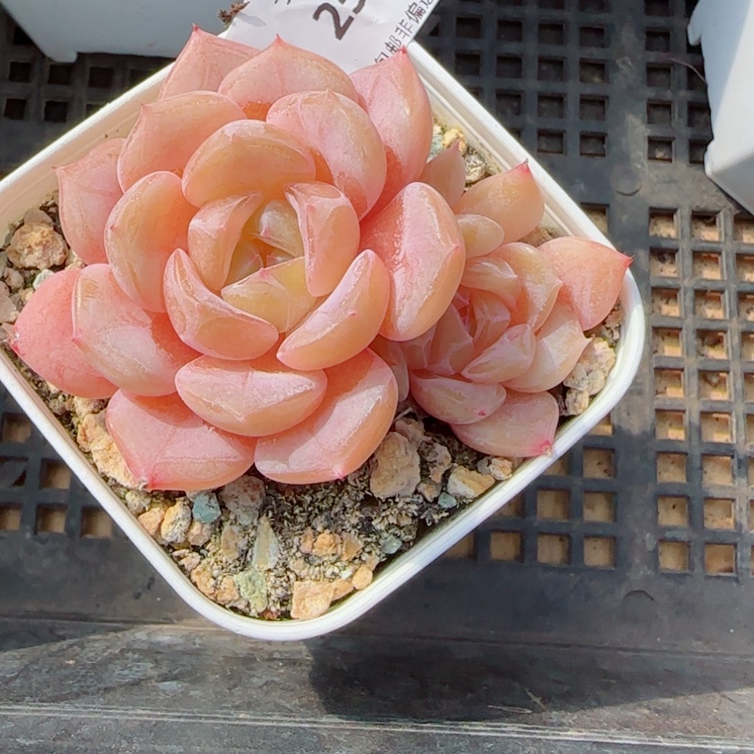 孤品，2546多肉植物