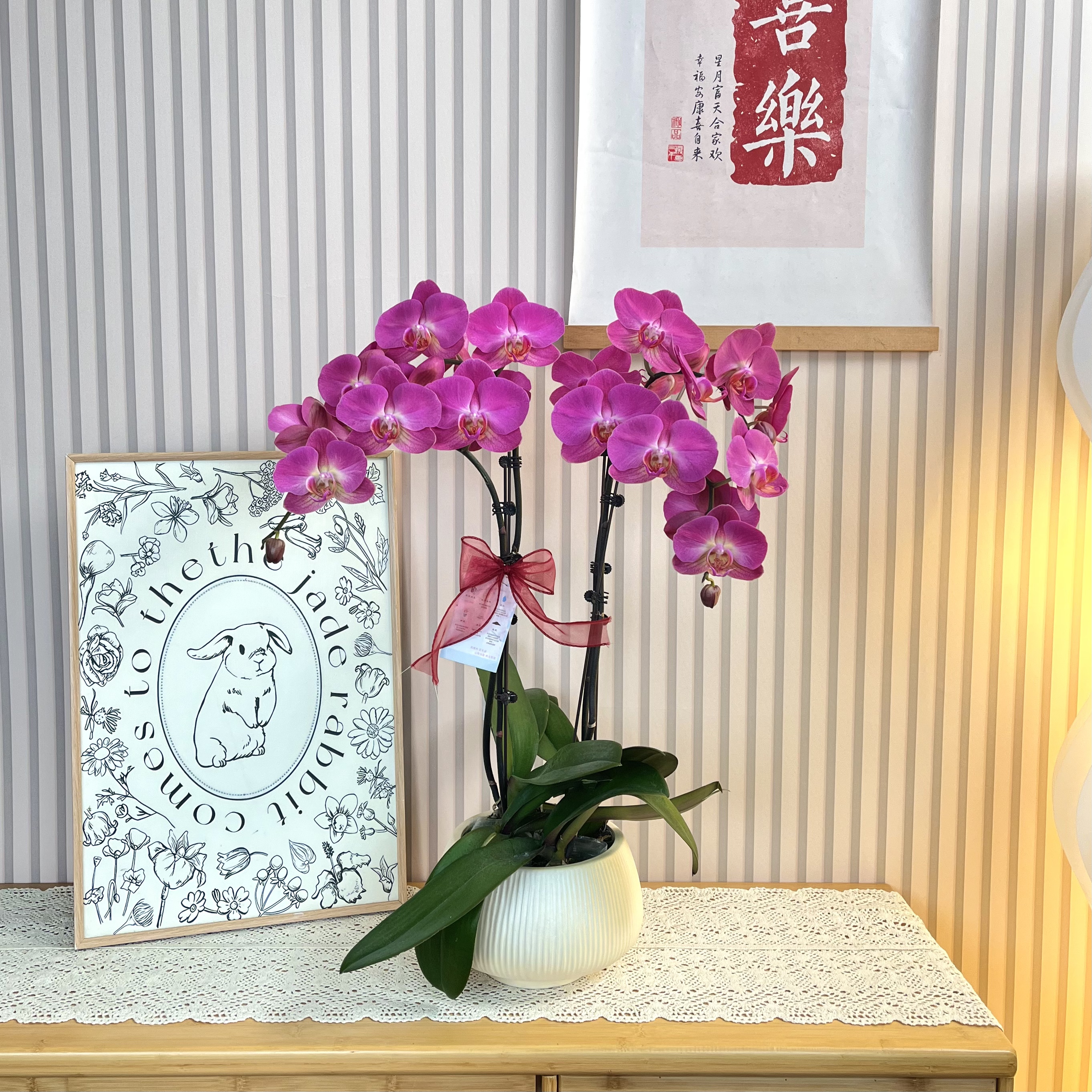 【红苹果】蝴蝶兰复古玫红色大花 乔迁新居送人送礼 室内装饰花卉