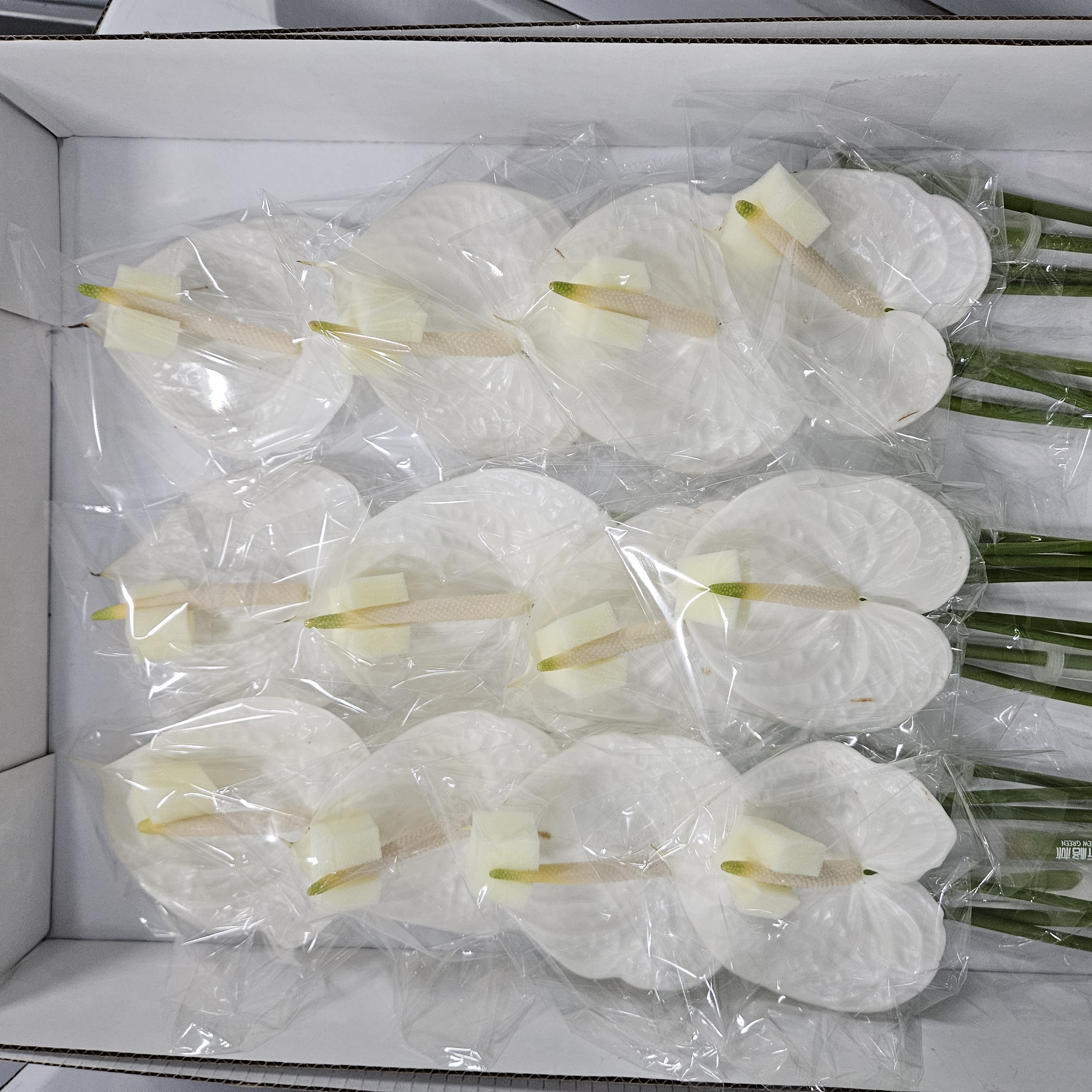 【掌品无限】白掌（不售后款）花卉室内植物耐放