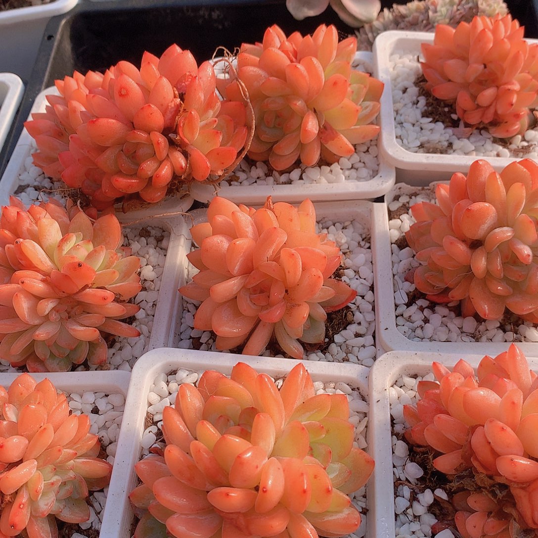 全明星群456778899900