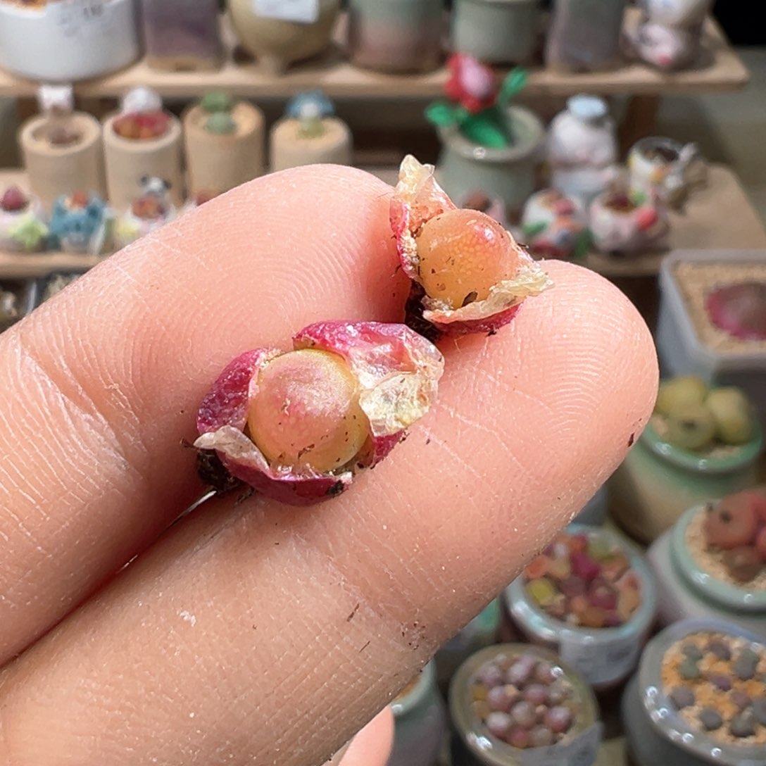 多肉植物234号灯泡