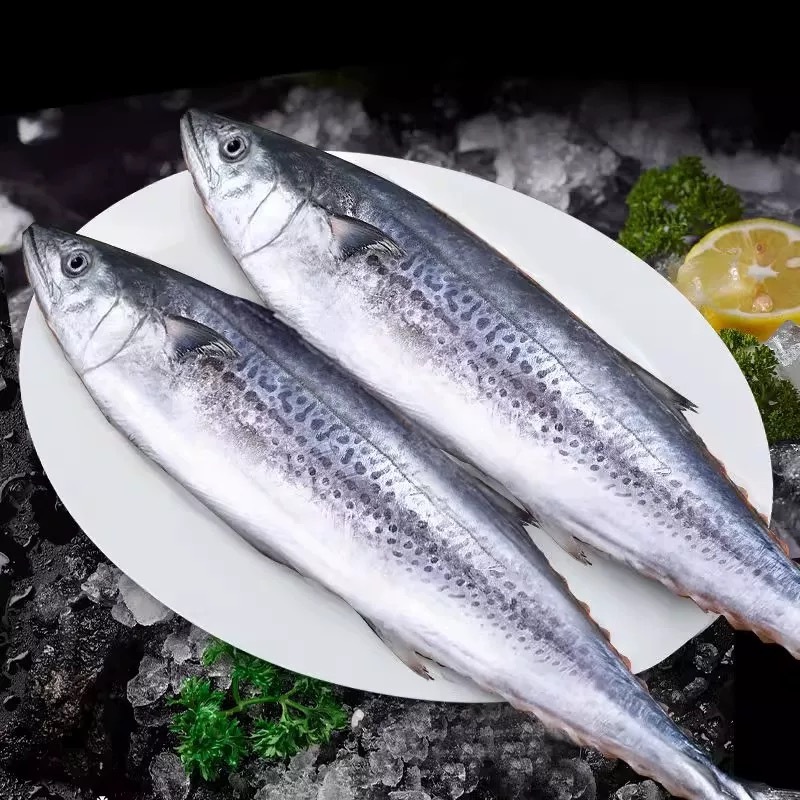 大连野生燕鲅鱼马鲛鱼4斤(4条左右) 脱刺正常 介意勿拍 顺丰包邮