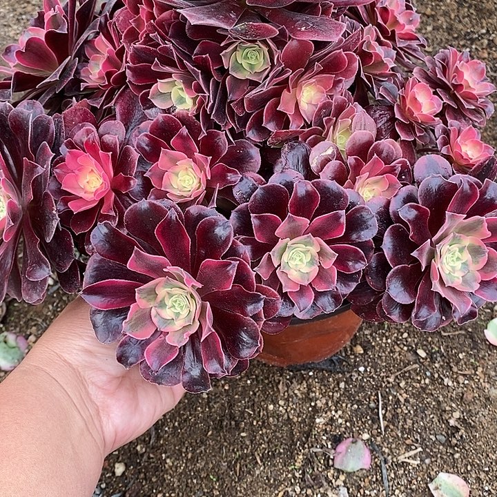多肉植物美杜莎742多肉