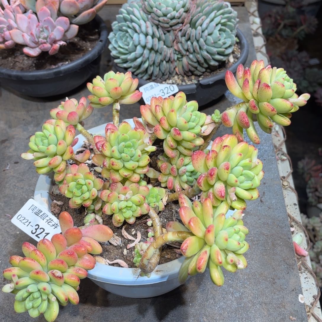 同温层多肉香格里拉321