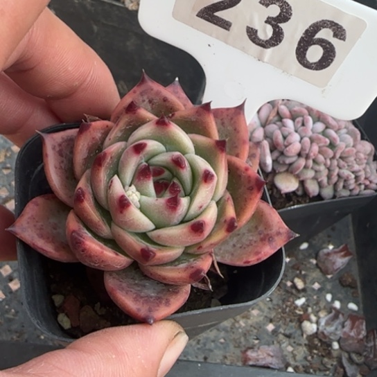 236蓝龙一物一拍多肉