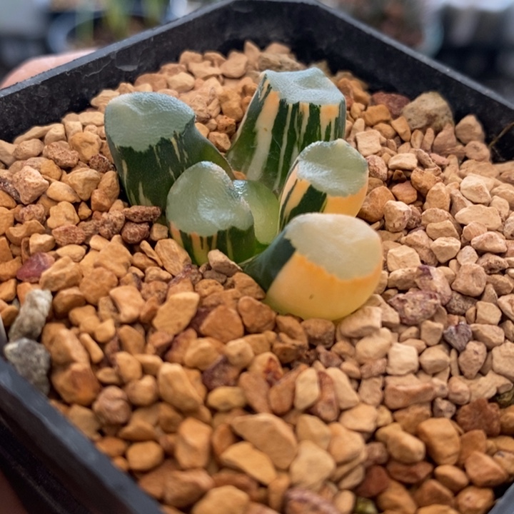 321号山之翠万象锦带盆