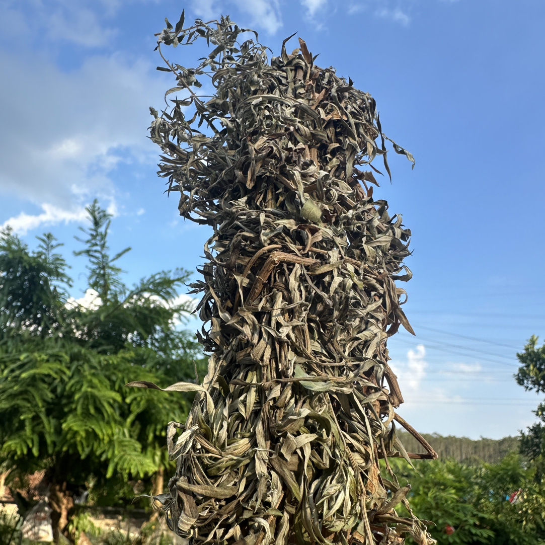 艾草艾叶干艾枝干树叶