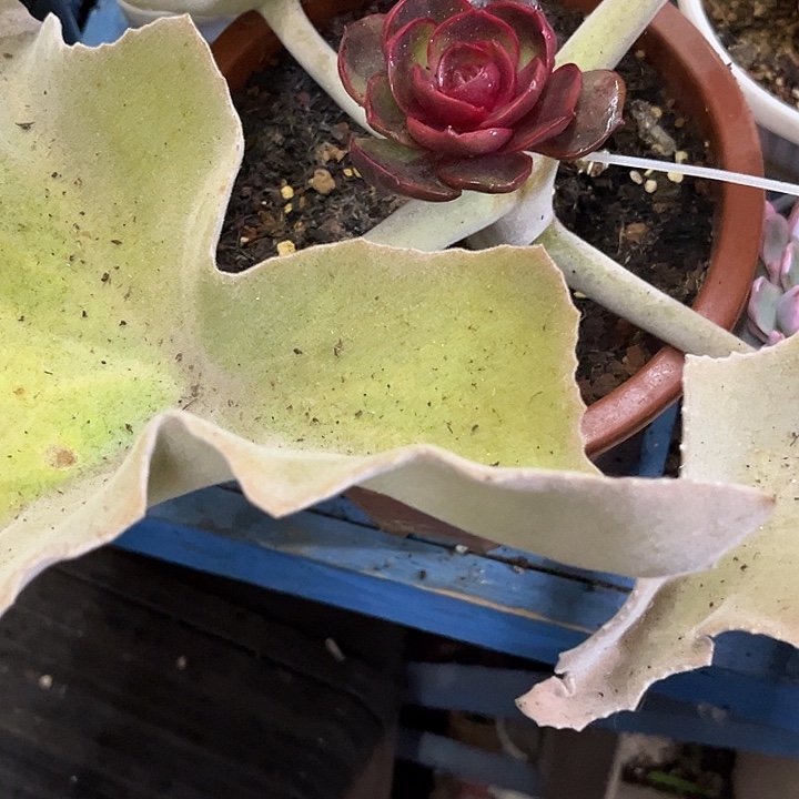 愚***鲁红灯锦炸多肉植物哇啦塞