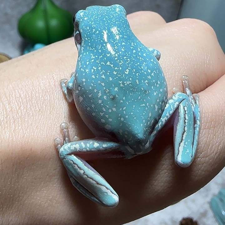 老爷树蛙6 魔鬼蓝暴雪