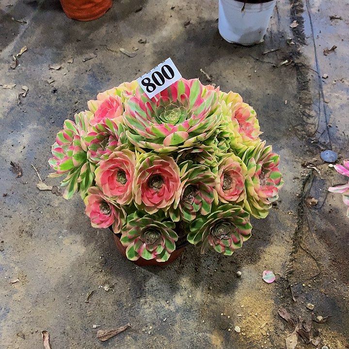 用****1多肉雨荷法师800