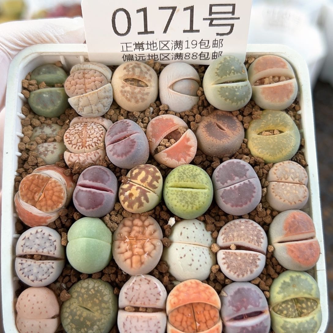 0171三年彩拼30颗1.3cm左右