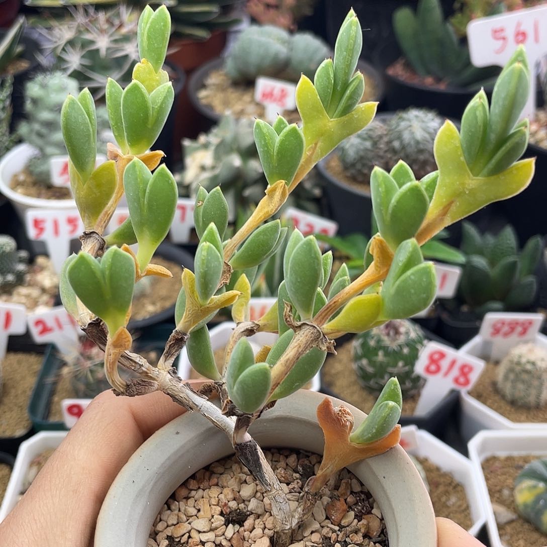 无花朵爱心枝干仙人球多肉