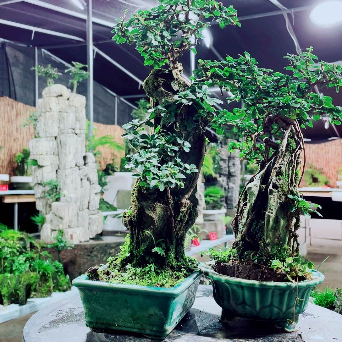 午***瑰无花朵我们是有共同话题了啊