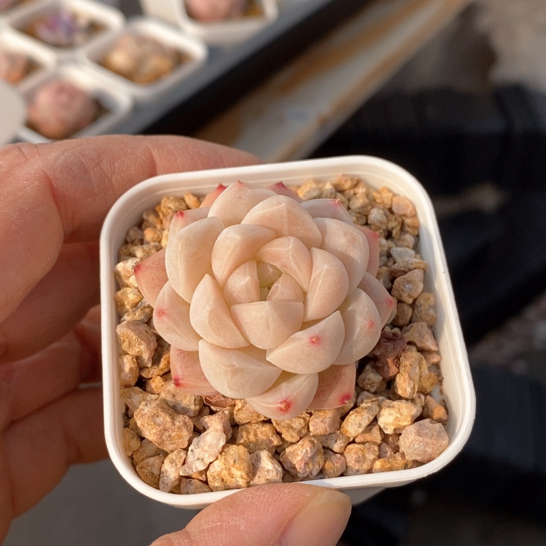 精品多肉一物一拍不包整285