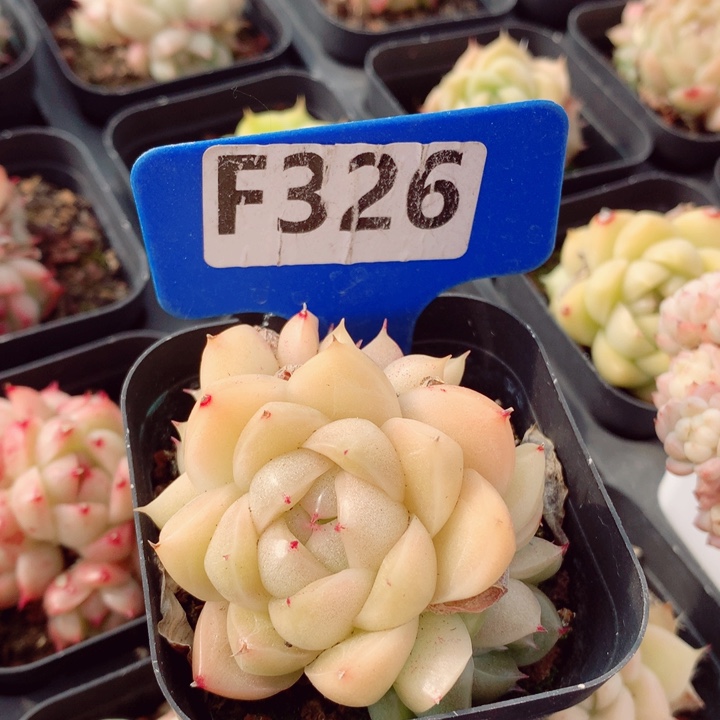 麦秆5.5cm不包整群