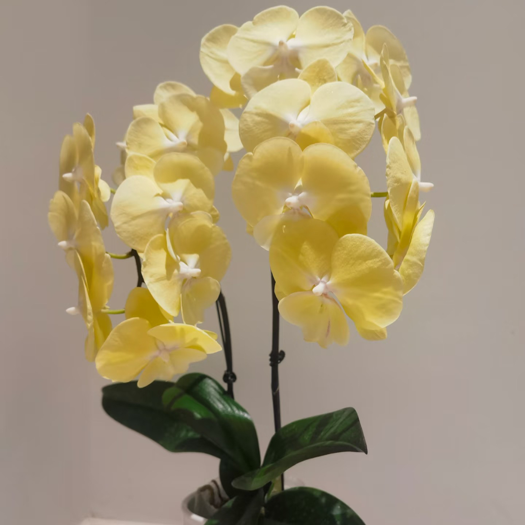 奶黄大舌头【星月】蝴蝶兰室内盆栽带花带花苞发货