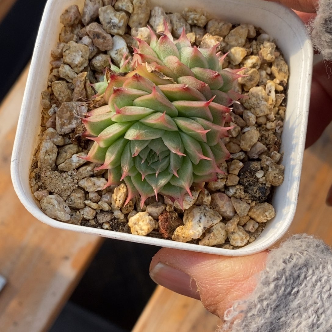 精品多肉一物一拍不包整358