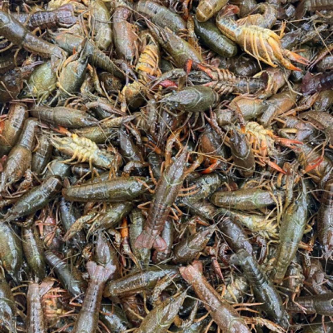 【长春同城】大号清水小龙虾5-7钱 3斤（保鲜不保活）