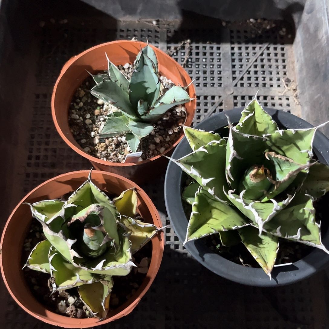 春****号龙牙，老白鲸，蓝鲸组合