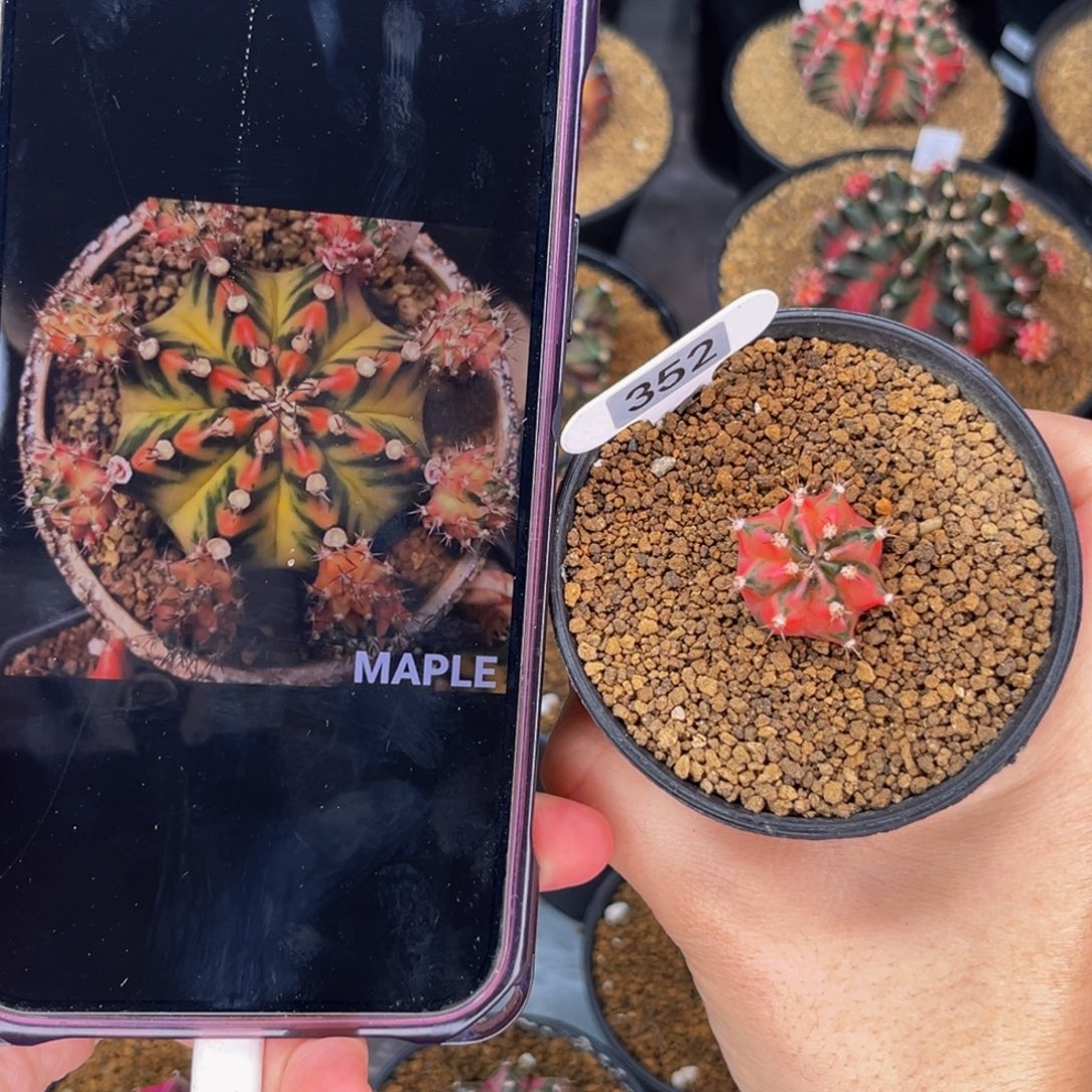 枫叶  米哈仙人球