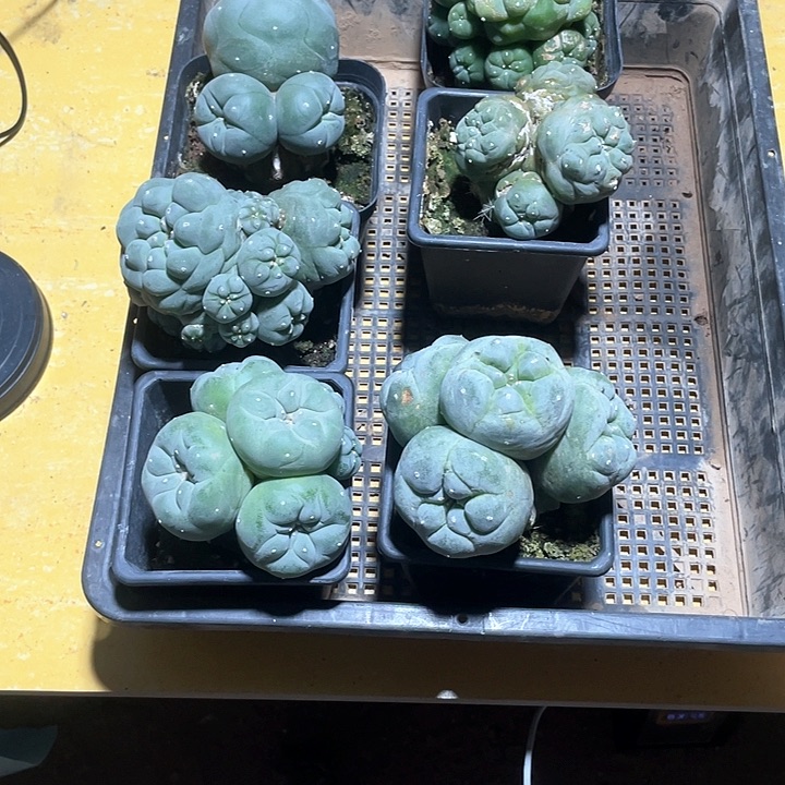 s***i仙人球花友专拍