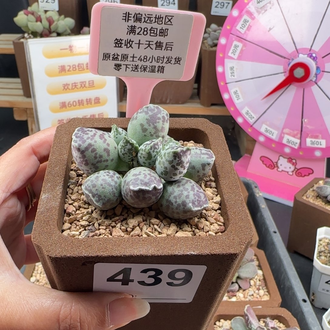 胖***布439达摩海豹多肉植物