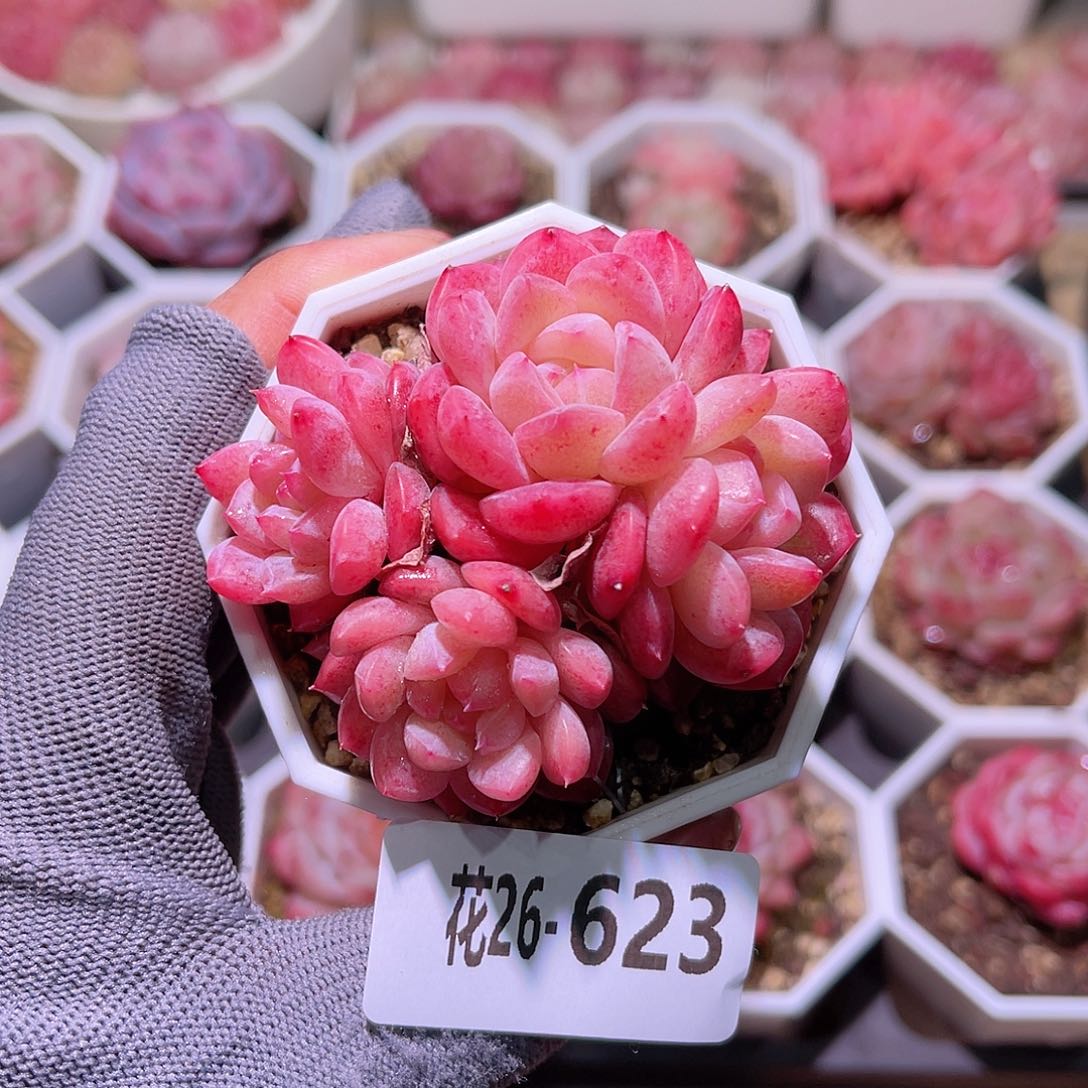 花26-623刚毅群生